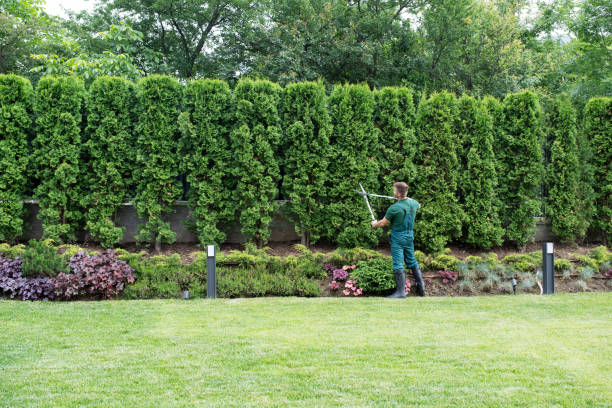 Best Tree and Shrub Care  in Muncie, IN